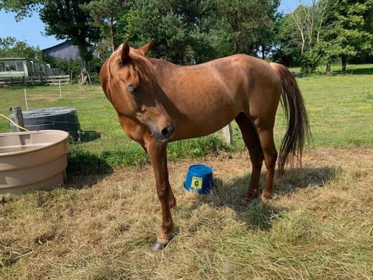 Arabian horses Stallion 1 year 15,2 hh Chestnut in Laurenan