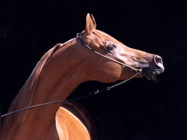 Arabian horses Stallion 1 year 15,2 hh Chestnut in Laurenan