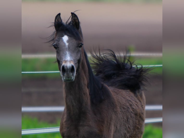 Arabian horses Stallion 1 year 15,2 hh Gray in Kelpen oler