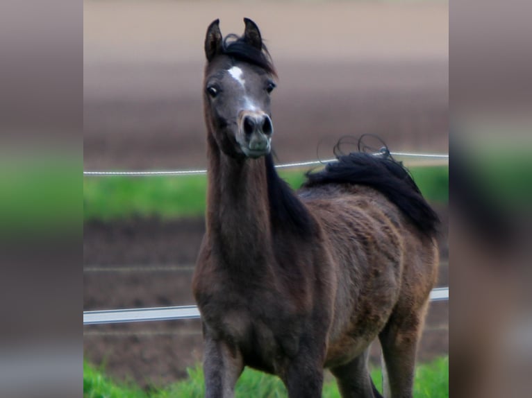 Arabian horses Stallion 1 year 15,2 hh Gray in Kelpen oler