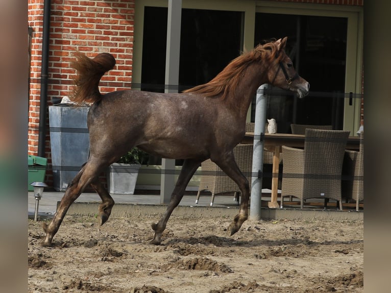 Arabian horses Stallion 1 year 15,2 hh Gray in Mol