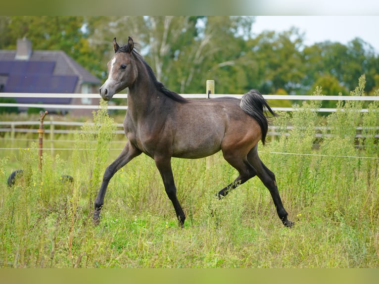 Arabian horses Stallion 1 year 15,3 hh Gray in Kelpen-Oler