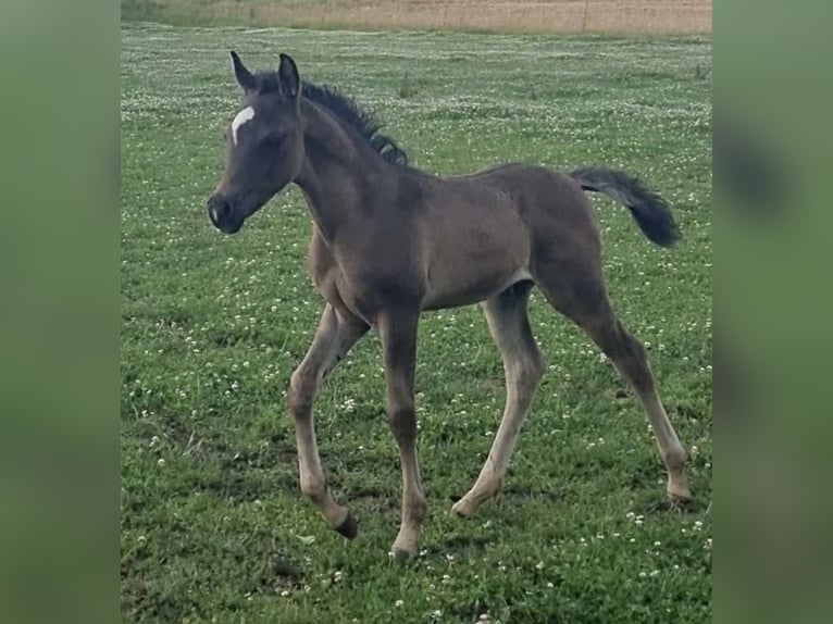 Arabian horses Stallion 1 year 15 hh Black in Haunetal