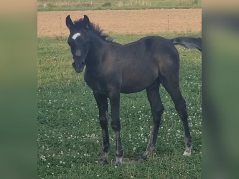 Arabian horses Stallion 1 year 15 hh Black in Haunetal