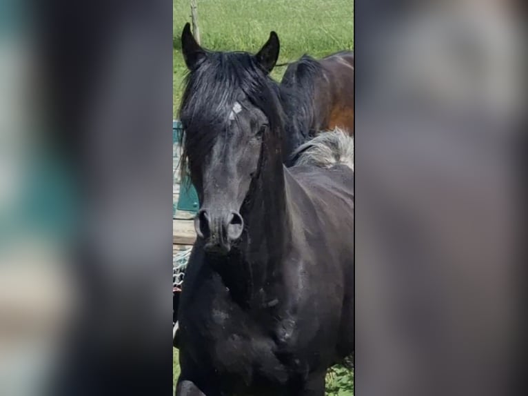 Arabian horses Stallion 1 year 15 hh Black in Haunetal