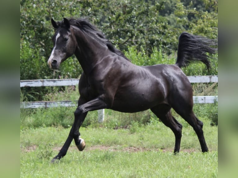 Arabian horses Stallion 1 year 15 hh Black in Haunetal