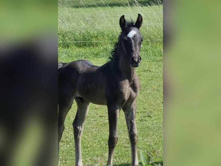 Arabian horses Stallion 1 year 15 hh Black in Haunetal