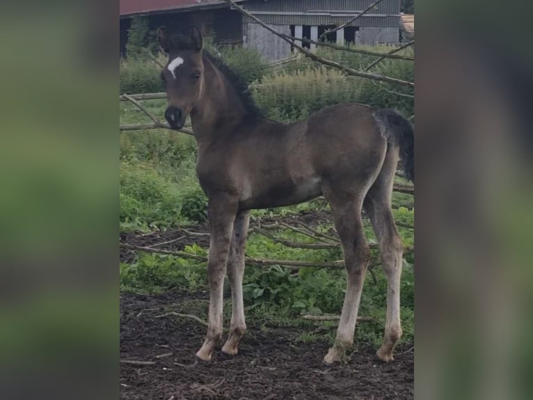 Arabian horses Stallion 1 year 15 hh Black in Haunetal
