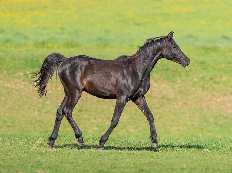 Arabian horses Stallion 1 year 15 hh Black in Herzberg am Harz