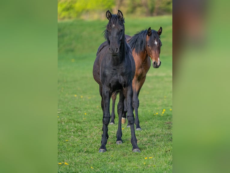Arabian horses Stallion 1 year 15 hh Black in Herzberg am Harz