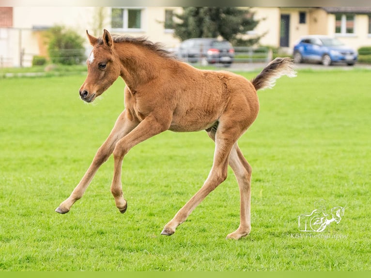 Arabian horses Stallion 1 year 15 hh Brown in Herzberg am Harz