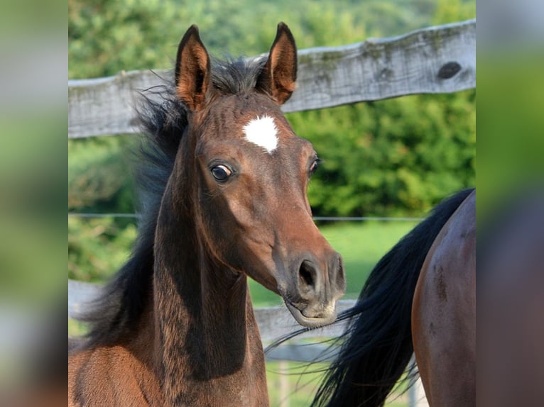 Arabian horses Stallion 1 year 15 hh Brown in Koprivnica