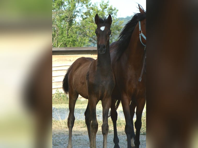 Arabian horses Stallion 1 year 15 hh Brown in Koprivnica