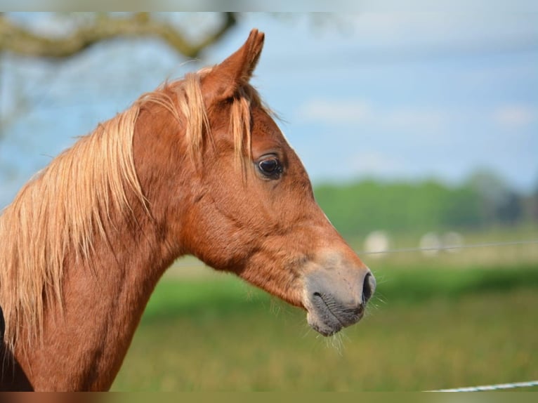 Arabian horses Stallion 1 year 15 hh Chestnut-Red in Jade