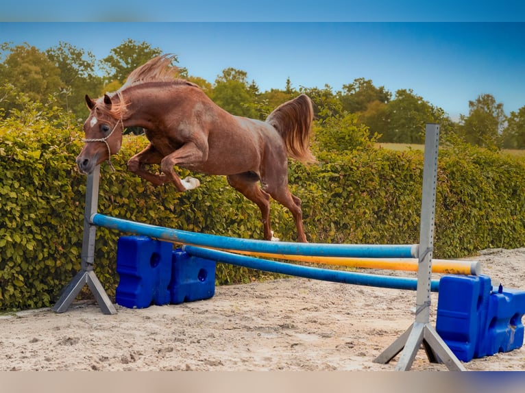 Arabian horses Stallion 1 year 15 hh Chestnut-Red in Scheeßel