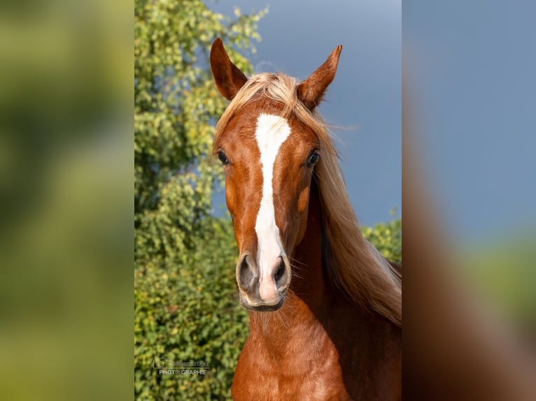 Arabian horses Stallion 1 year 15 hh Chestnut-Red in Scheeßel