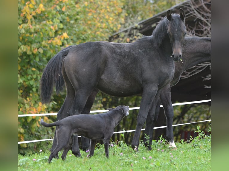 Arabian horses Stallion 1 year 15 hh Gray in Koprivnica