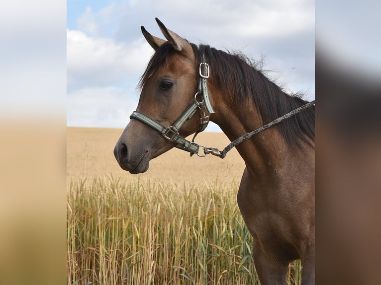 Arabian horses Stallion 1 year 15 hh Gray-Fleabitten in Elxleben