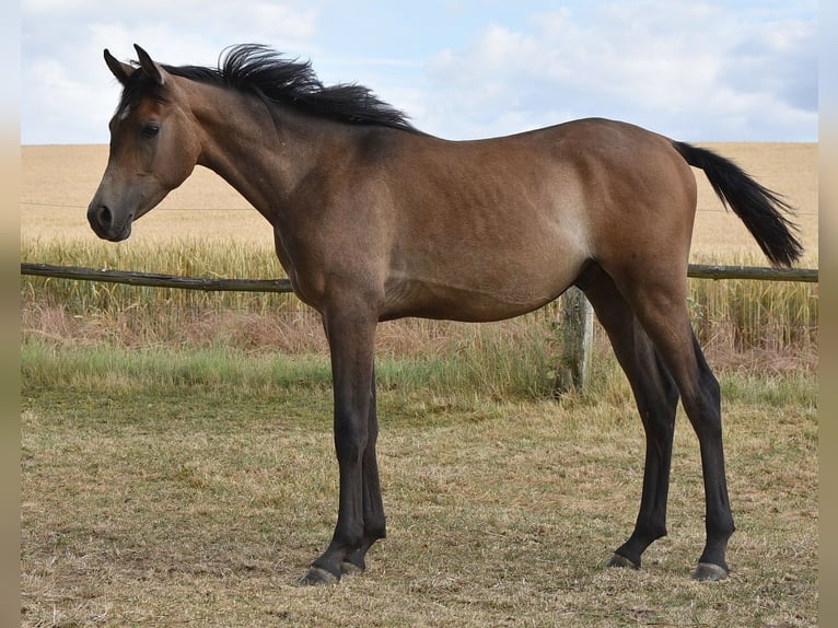 Arabian horses Stallion 1 year 15 hh Gray-Fleabitten in Elxleben