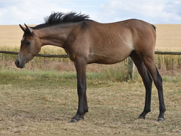 Arabian horses Stallion 1 year 15 hh Gray-Fleabitten in Elxleben