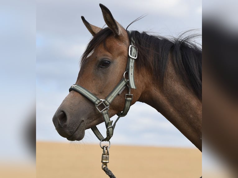 Arabian horses Stallion 1 year 15 hh Gray-Fleabitten in Elxleben