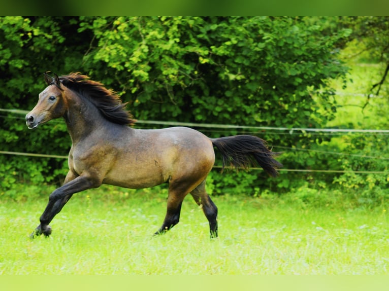 Arabian horses Stallion 1 year 15 hh Gray in Ammerbuch