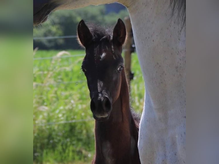 Arabian horses Stallion 1 year 15 hh Gray in Dunningen