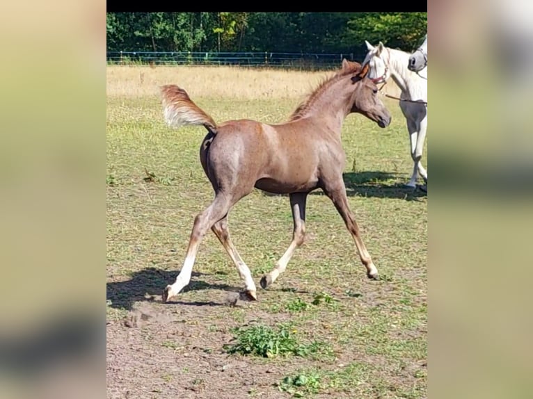 Arabian horses Stallion 1 year 15 hh Grey in Eschede