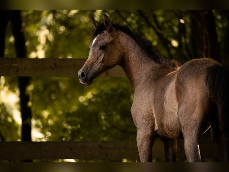 Arabian horses Stallion 1 year 15 hh Grey in Reichshof