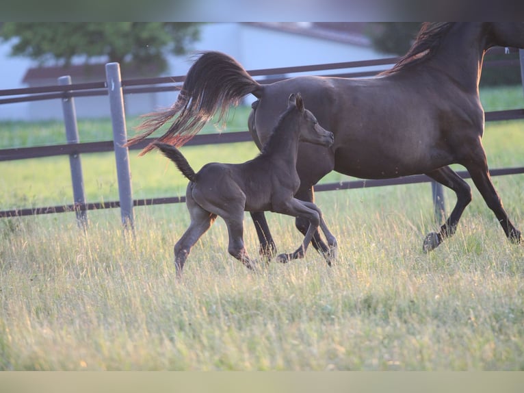 Arabian horses Stallion 1 year 15 hh in Pastetten