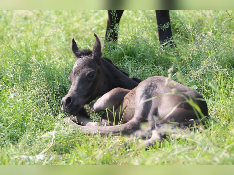 Arabian horses Stallion 1 year 15 hh in Pastetten