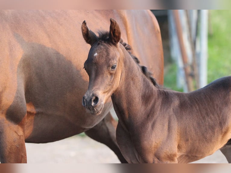 Arabian horses Stallion 1 year 15 hh in Pastetten