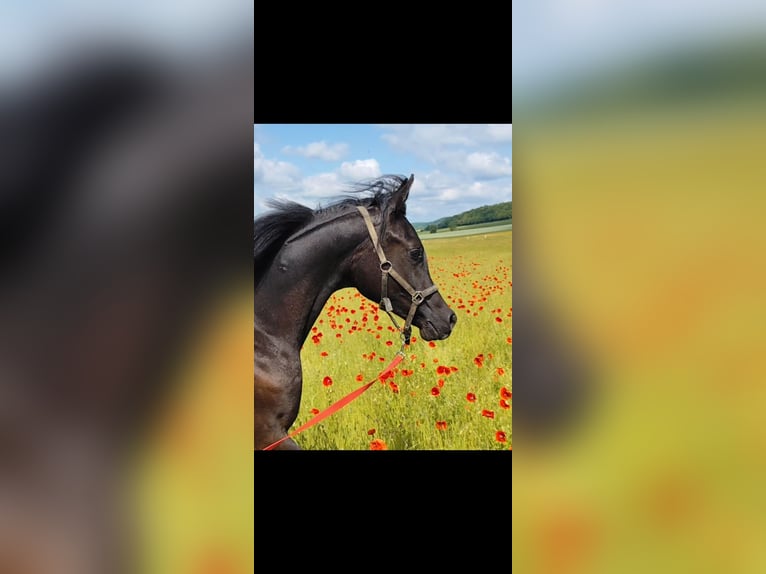 Arabian horses Stallion 1 year 15,1 hh Black in Eisenach