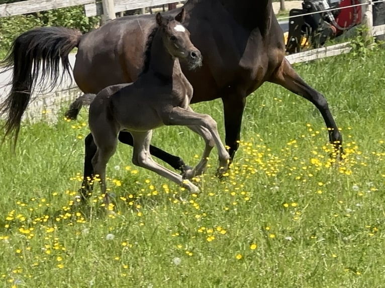 Arabian horses Stallion 1 year 15,1 hh Black in Tiefenbach