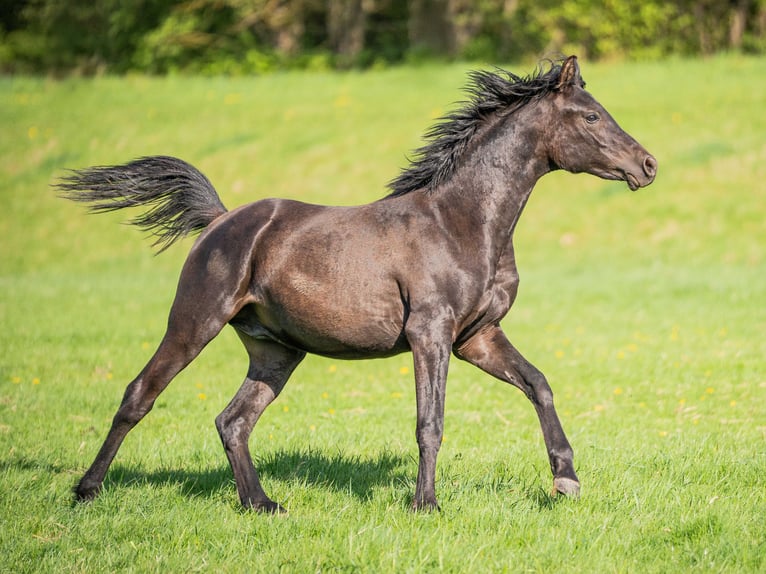 Arabian horses Stallion 1 year 15,1 hh Black in Herzberg am Harz