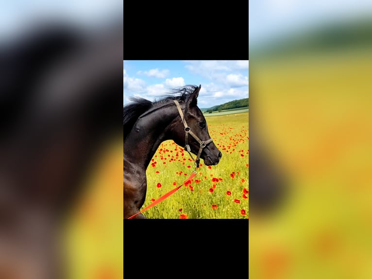 Arabian horses Stallion 1 year 15,1 hh Black in Eisenach