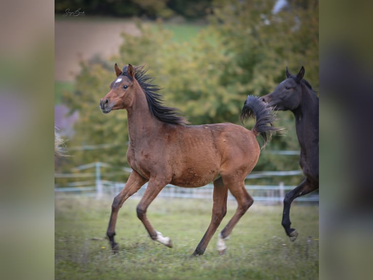 Arabian horses Stallion 1 year 15,1 hh Brown in Pastetten