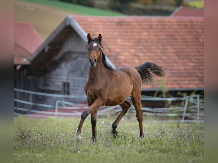 Arabian horses Stallion 1 year 15,1 hh Brown in Pastetten