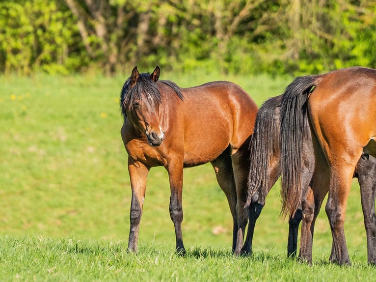 Arabian horses Stallion 1 year 15,1 hh Brown in Herzberg am Harz