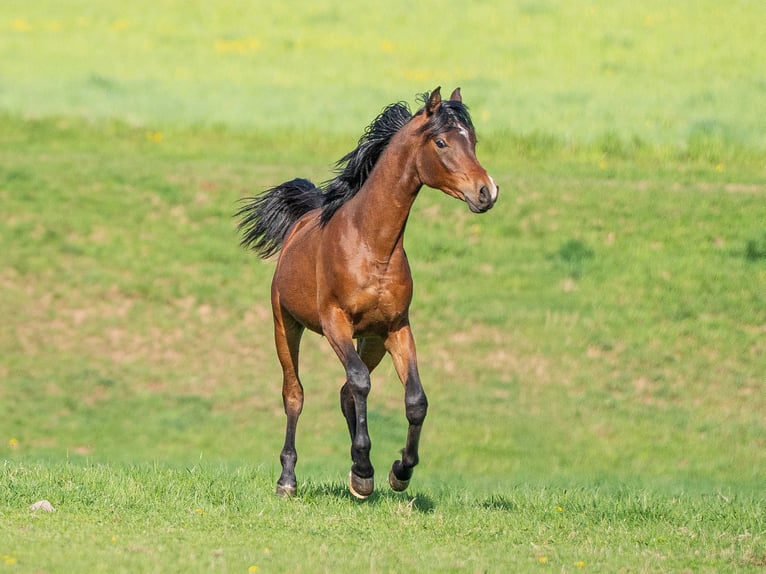 Arabian horses Stallion 1 year 15,1 hh Brown in Herzberg am Harz