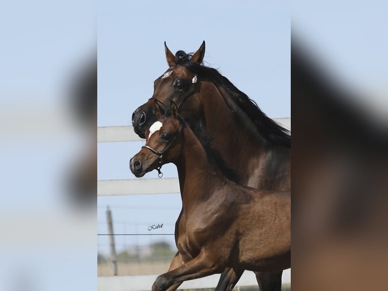 Arabian horses Stallion 1 year 15,1 hh Brown in Leun