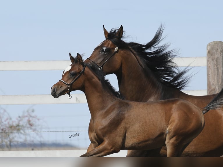 Arabian horses Stallion 1 year 15,1 hh Brown in Leun
