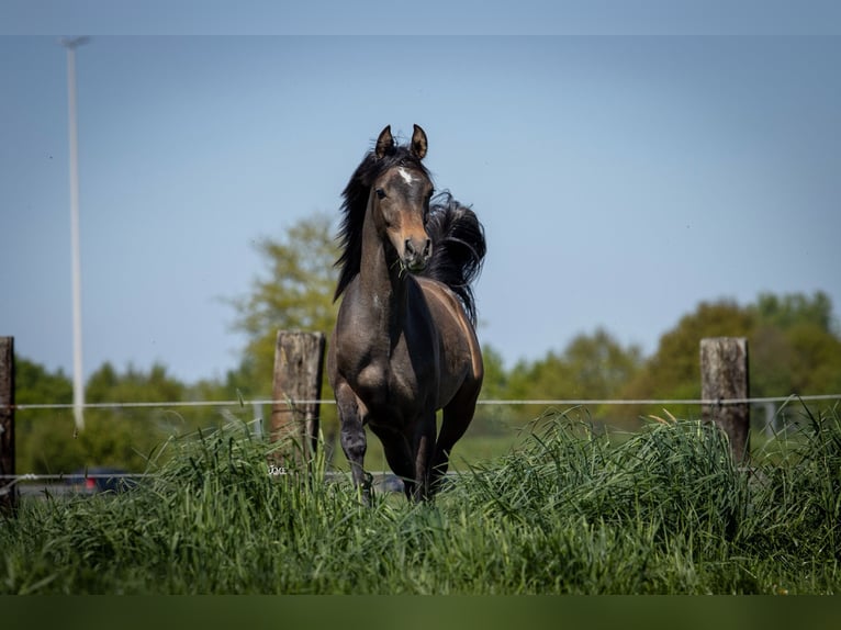 Arabian horses Stallion 1 year 15,1 hh Gray in Minderhout