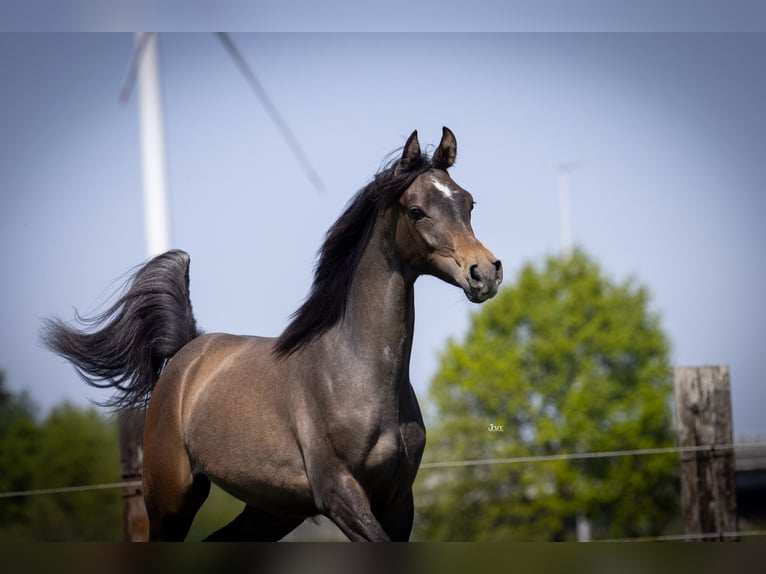 Arabian horses Stallion 1 year 15,1 hh Gray in Minderhout
