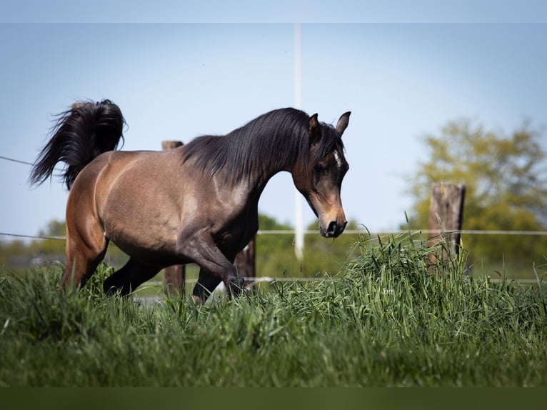 Arabian horses Stallion 1 year 15,1 hh Gray in Minderhout
