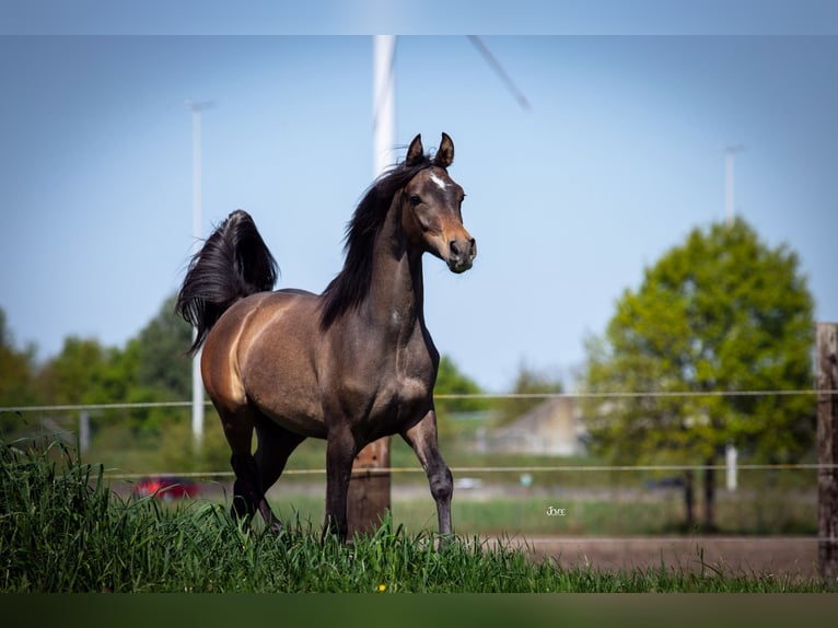 Arabian horses Stallion 1 year 15,1 hh Gray in Minderhout