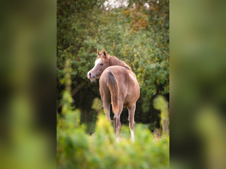 Arabian horses Stallion 1 year 15,1 hh Grey in Gem&#xFC;nden (Felda)