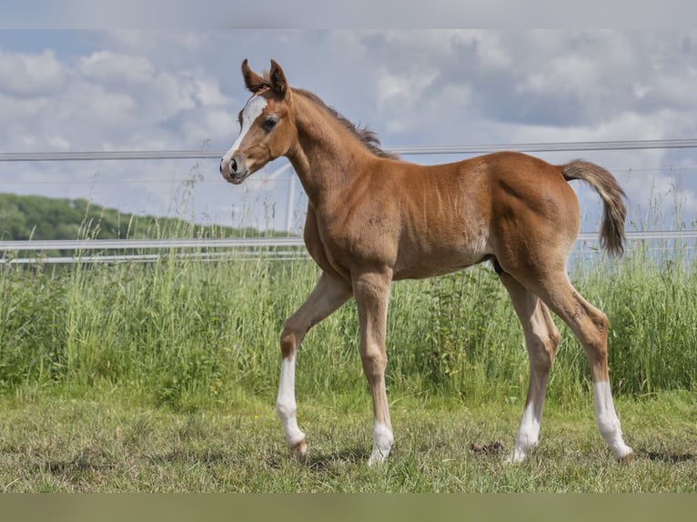 Arabian horses Stallion 1 year 15,1 hh Grey in Gem&#xFC;nden (Felda)