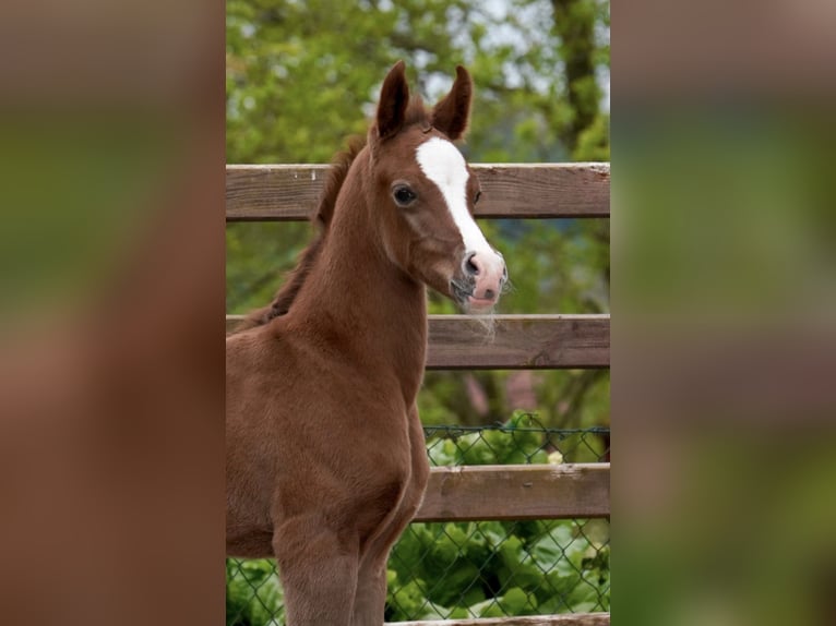 Arabian horses Stallion 1 year 15,1 hh Grey in Gem&#xFC;nden (Felda)