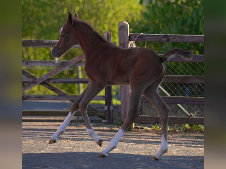 Arabian horses Stallion 1 year 15,1 hh Grey in Gem&#xFC;nden (Felda)